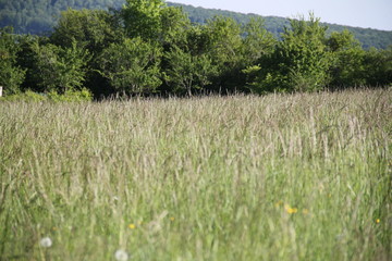 Fototapeta premium Forest grass meadow and shadow landscape