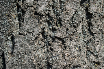 Tree bark texture close up. Nature background