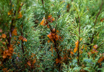 abundant growths during rain from the spores of the fungus Tremella sabinae © Игорь Кляхин
