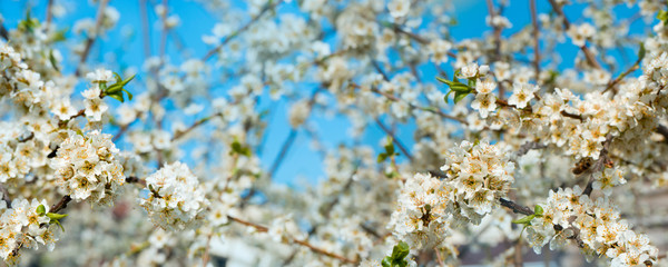 Branches of cherry blossom flower full bloom in spring season against the background of blue sky on nature outdoors. Sakura flowers, landscape panorama.