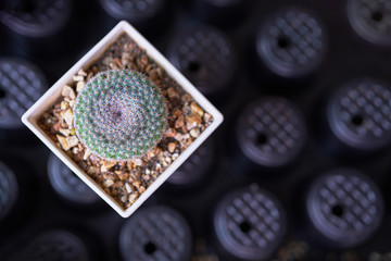 top view of a little jar of cactus, on top with sand and small rock, for gift  