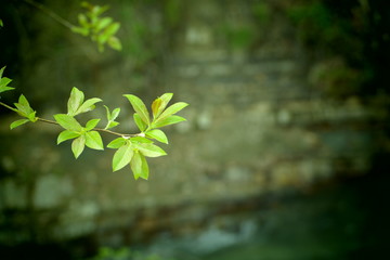 green leaves on the tree