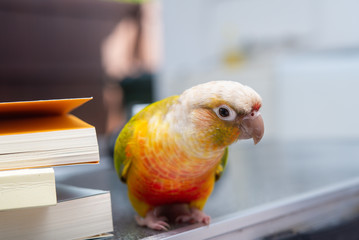 ウロコインコの生活