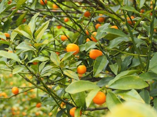 食べ頃の実をつけた金柑の木