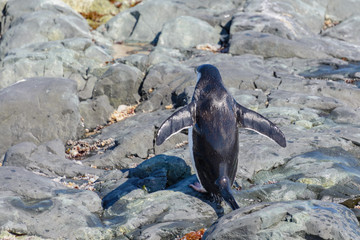 Chinstrap penguin on the beach in Antarctica