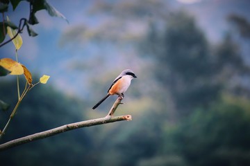 kingfisher on branch