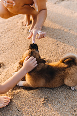 Mom and son stroking a puppy on the seashore at sunset