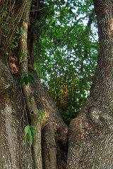 Fototapeta premium tree in the forest