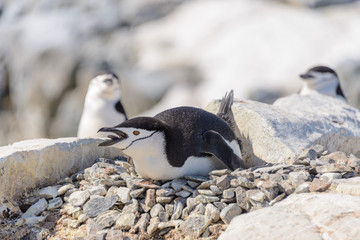Chinstrap penguin laying on the rock in Antarctica