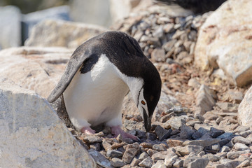 Fototapeta premium Chinstrap penguin on the beach in Antarctica