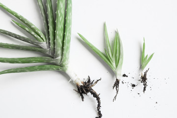 Aloe vera plant on white background | mother plant and baby plants for propagation | propagating...