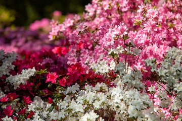 Fototapeta premium Rhododendron flowers close in the sunlight. Background of flowers.