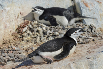 Naklejka premium Chinstrap penguin on the beach in Antarctica