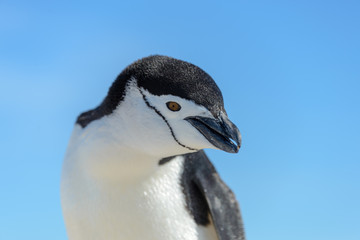Fototapeta na wymiar Chinstrap penguin on the beach in Antarctica close up