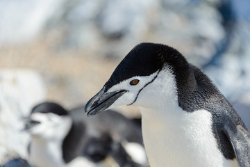 Naklejka premium Chinstrap penguin on the beach in Antarctica close up