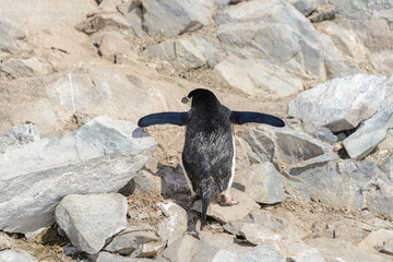 Chinstrap penguin climbing on rock in Antarctica