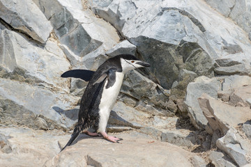 Chinstrap penguin climbing on rock in Antarctica
