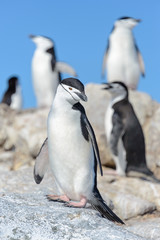Obraz premium Chinstrap penguin on the beach in Antarctica