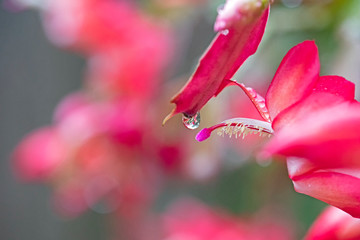 water drop and Easter cactus - red succulent flower