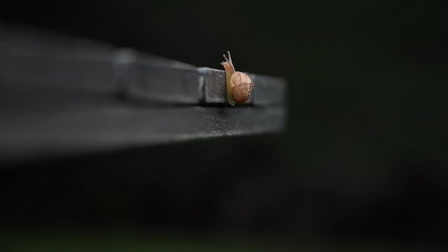 macro of a spider