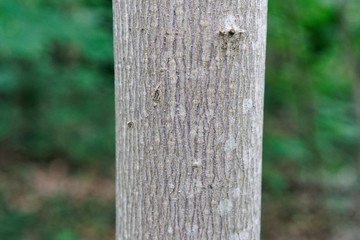 Pattern of a tree trunk  in the forest