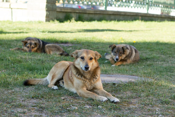 three similar dogs are relatives, older puppies sit and rest on the grass. Homeless dogs are waiting for their owners.