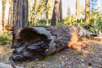 Berge, Felsen, Wälder, Bäume, Straßen
