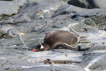Dead Gentoo penguin laying on rock in Antarctica