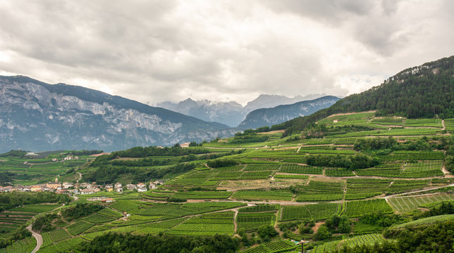 Terraced vineyards at  Val di Cembra (Cembra valley), Trentino Alto Adige, northrn Italy