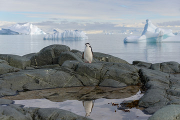 Chinstrap penguin on the rock with reflection in Antarctica