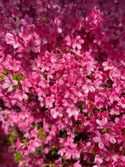 pink flowers background