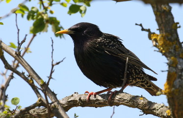 Common Starling in spring, Sturnus vulgaris
