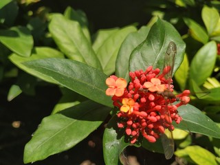 red and yellow flowers