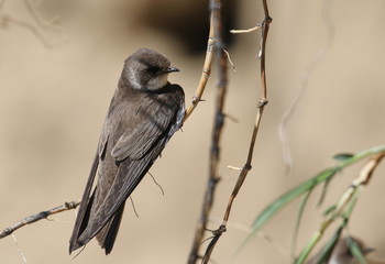 Swallow Sand Martin background, riparia riparia