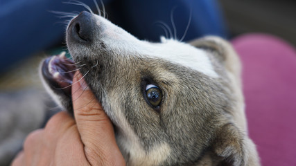 little young puppy is playing with the owner. playful spotted street puppy looking for caring owners. the dog is in the owner’s hands, a cute not purebred dog