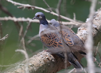 European turtle dove on branch, Streptopelia turtur
