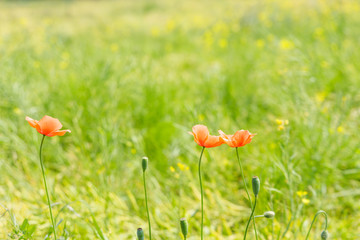 新緑の野に咲くカラフルな花