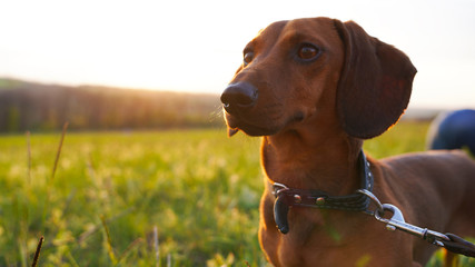 Portrait of a dog at sunset. Cute red-haired dachshund close-up long puppy face, black nose, brown...
