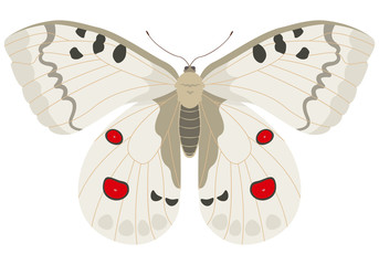 Parnassius apollo butterfly. Beautiful insect in cartoon style. - obrazy, fototapety, plakaty