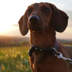 Portrait of a dog at sunset. Cute red-haired dachshund close-up long puppy face, black nose, brown...