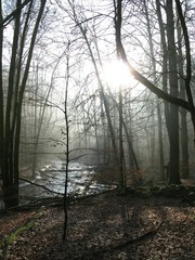 misty morning in the forest