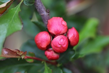 'Mango Storm' - pigwowiec wspaniały,  pączki kwiatowe. © Marta