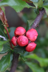 'Mango Storm' - pigwowiec wspaniały,  pączki kwiatowe. © Marta