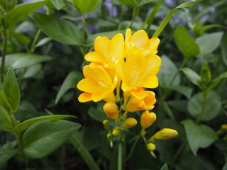 春の庭に咲く黄色いフリージアの花