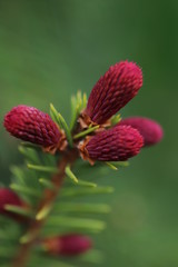 Świerk pospolity 'Rydal' (Picea abies 'Rydal') 