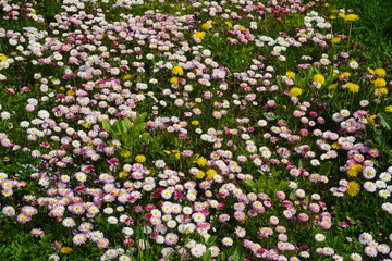 Beautiful colorful spring flowers in the green grass. Little pink daisy vibrant color. View from the top