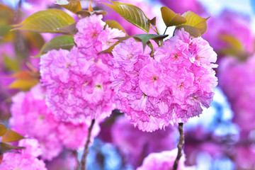 八重桜・満開　玉城町 © 中村 剛也