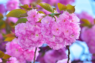 八重桜・満開　玉城町