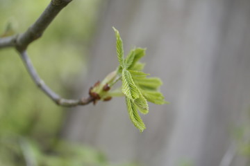 close up of a plant