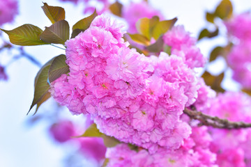 八重桜・満開　玉城町 © 中村 剛也